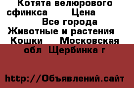Котята велюрового сфинкса. .. › Цена ­ 15 000 - Все города Животные и растения » Кошки   . Московская обл.,Щербинка г.